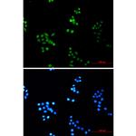 COPS8 Recombinant Rabbit Monoclonal Antibody (K01_1K77)