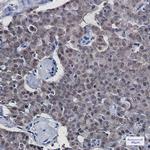 COPS8 Antibody in Immunohistochemistry (Paraffin) (IHC (P))