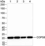 COPS8 Antibody in Western Blot (WB)