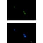 POLD1 Recombinant Rabbit Monoclonal Antibody (K01_1K93)