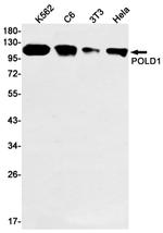 POLD1 Antibody in Western Blot (WB)