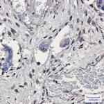 GNB2 Recombinant Rabbit Monoclonal Antibody (K01_1K55)