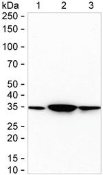 GNB2 Antibody in Western Blot (WB)