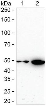 ENO1 Antibody in Western Blot (WB)