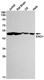 ENO1 Antibody in Western Blot (WB)