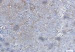 BAD Antibody in Immunohistochemistry (Paraffin) (IHC (P))