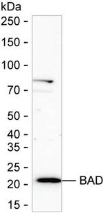 BAD Antibody in Western Blot (WB)