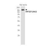 ARFGEF2 Antibody in Western Blot (WB)