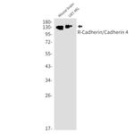 CDH4 Recombinant Rabbit Monoclonal Antibody (K01_1L55)