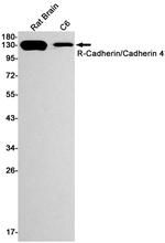 CDH4 Antibody in Western Blot (WB)