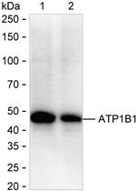 ATP1B1 Antibody in Western Blot (WB)