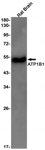 ATP1B1 Antibody in Western Blot (WB)