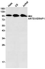 ARTS1 Antibody in Western Blot (WB)