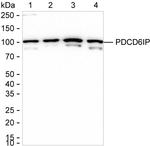 Alix Antibody in Western Blot (WB)