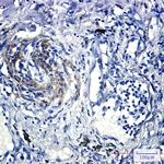 Caveolin 2 Antibody in Immunohistochemistry (Paraffin) (IHC (P))