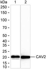 Caveolin 2 Antibody in Western Blot (WB)