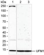 UFM1 Antibody in Western Blot (WB)