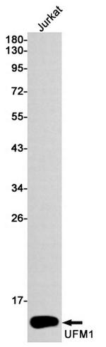 UFM1 Antibody in Western Blot (WB)