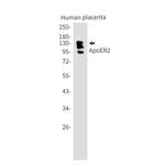 LRP8 Antibody in Western Blot (WB)