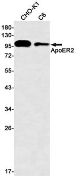 LRP8 Recombinant Rabbit Monoclonal Antibody (K01_1M92)