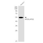 ATG5 Antibody in Western Blot (WB)