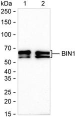 BIN1 Antibody in Western Blot (WB)