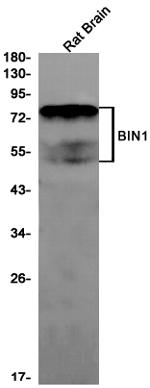 BIN1 Antibody in Western Blot (WB)