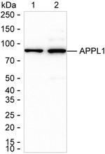 APPL1 Antibody in Western Blot (WB)
