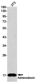 FDX1 Antibody in Western Blot (WB)