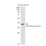 C4BPB Recombinant Rabbit Monoclonal Antibody (K01_1N75)