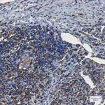 WARS Antibody in Immunohistochemistry (Paraffin) (IHC (P))