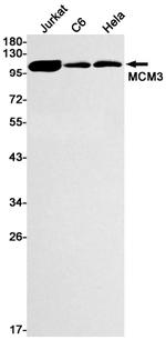 MCM3 Antibody in Western Blot (WB)