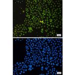 ASH2L Recombinant Rabbit Monoclonal Antibody (K01_1N11)