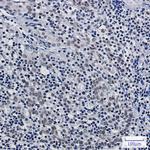 ASH2L Antibody in Immunohistochemistry (Paraffin) (IHC (P))