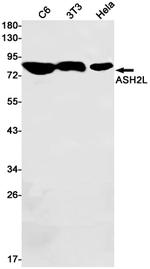 ASH2L Antibody in Western Blot (WB)