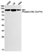 Phospho-c-Cbl (Tyr774) Recombinant Rabbit Monoclonal Antibody (K01_1L76)