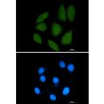 Importin 9 Recombinant Rabbit Monoclonal Antibody (K01_1K59)