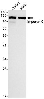 Importin 9 Antibody in Western Blot (WB)