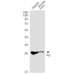 ALY Antibody in Western Blot (WB)