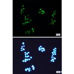 NEDD8 Recombinant Rabbit Monoclonal Antibody (K01_1L62)