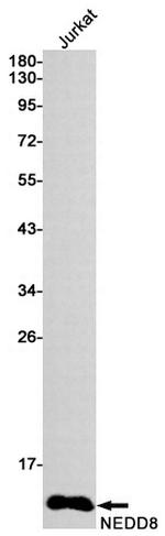 NEDD8 Antibody in Western Blot (WB)