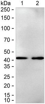 ADRM1 Antibody in Western Blot (WB)