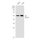 WTAP Antibody in Western Blot (WB)