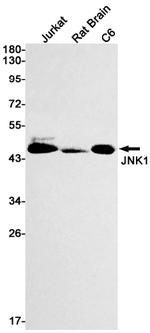 JNK1 Recombinant Rabbit Monoclonal Antibody (K01_1K29)