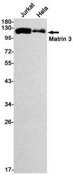 MATR3 Antibody in Western Blot (WB)