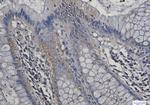 GOT1 Antibody in Immunohistochemistry (Paraffin) (IHC (P))