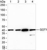 GOT1 Antibody in Western Blot (WB)