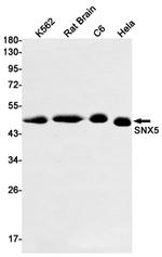 SNX5 Antibody in Western Blot (WB)