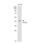 ATG4A Recombinant Rabbit Monoclonal Antibody (K01_1N20)
