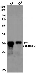 Caspase 7 Recombinant Rabbit Monoclonal Antibody (K01_1N93)